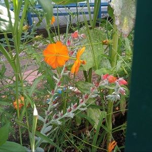 Meet your Posher, Kailey